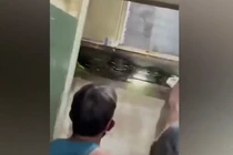 Nghe tiếng động lạ, kiểm tra hoảng hốt thấy trăn "khủng" trốn trong tường