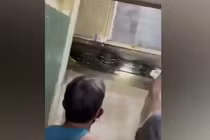 Nghe tiếng động lạ, kiểm tra hoảng hốt thấy trăn "khủng" trốn trong tường