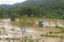 Quảng Ninh: Triển khai dự án trồng mơ khi chưa đủ thủ tục?