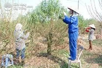 Tuốt lá cho đào nở hoa đúng Tết