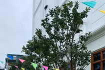 Cây bưởi trong khuôn viên trường
