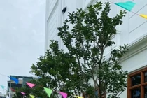 Cây bưởi trong khuôn viên trường