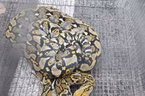 Trăn gấm quý hiếm dài 2 m bò vào trường học