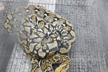 Trăn gấm quý hiếm dài 2 m bò vào trường học