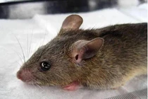 ¼ bệnh nhân sốt xuất huyết lây từ chuột bị điếc -Ảnh: SCITECH DAILY