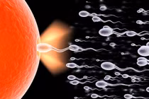 “Dồn” con giống để dễ thụ thai