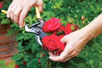 Cách chăm hồng leo sai hoa, bền màu