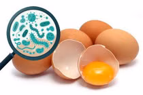 Salmonella từ thực phẩm