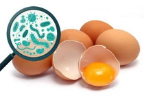 Salmonella từ thực phẩm