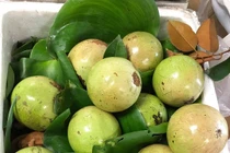 Vú sữa giảm giá gần 25.000 đồng/kg