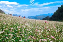 Ngắm hoa tam giác mạch ở nơi nào… đẹp nhất Việt Nam