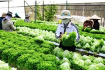 Liên hiệp các hội KH&KT Lâm Đồng: Chuyển giao, ƯD công nghệ vào SX nông nghiệp