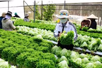 Liên hiệp các hội KH&KT Lâm Đồng: Chuyển giao, ƯD công nghệ vào SX nông nghiệp