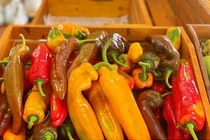 “Sốt” ớt, cà chua socola giá bèo