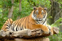 3 tháng tới, 3 tuổi chuột sa chĩnh gạo, tiền ùa vào két 