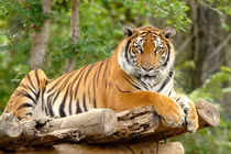 3 tháng tới, 3 tuổi chuột sa chĩnh gạo, tiền ùa vào két 