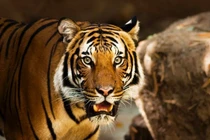 Tuần mới 6 - 12/1, 3 tuổi tài lộc lao đao, tiểu nhân dòm ngó