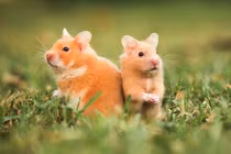 Từ 15-31/10: 3 tuổi như "cá gặp nước", vạn sự hanh thông 