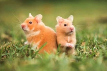 Từ 15-31/10: 3 tuổi như "cá gặp nước", vạn sự hanh thông 