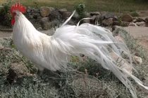 Loài gà siêu quý hiếm đuôi dài đến 10m ở Việt Nam