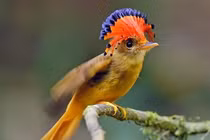 Ngỡ ngàng 10 động vật kỳ lạ nhất hành tinh