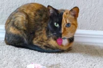 10 giống mèo độc - dị - lạ nhất hành tinh