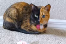 10 giống mèo độc - dị - lạ nhất hành tinh