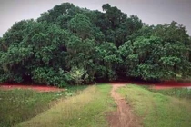 'Báu vật' quần thể lộc vừng nghìn năm… chết mòn