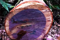 5 loại gỗ đắt nhất thế giới