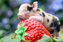 Hợp vía Thần Tài, 4 con giáp dễ kiếm bộn tiền tháng 9 âm lịch