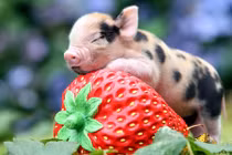 Hợp vía Thần Tài, 4 con giáp dễ kiếm bộn tiền tháng 9 âm lịch