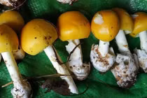 7 người ở Phú Quốc bị ngộ độc sau khi ăn nấm lạ 