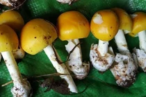 7 người ở Phú Quốc bị ngộ độc sau khi ăn nấm lạ 