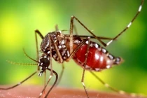 Bùng phát sốt vàng da, Colombia công bố tình trạng khẩn cấp