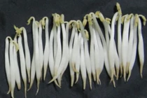 Chuyên gia mách cách nhận biết giá đỗ ngâm hóa chất 