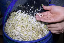 Vụ 3.500 tấn giá đỗ ngâm hóa chất ở Nghệ An: Người tiêu dùng hoang mang 