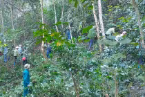 Cảnh báo cháy rừng cấp độ cực kỳ nguy hiểm ở Điện Biên