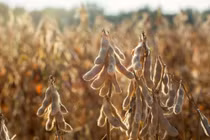 Indonesia cho phép nhập khẩu và phát triển giống đậu tương biến đổi gen