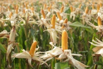 Cây trồng biến đổi gene đóng góp nổi bật cho nông nghiệp bền vững