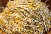 Triệt phá đường dây sản xuất 3.500 tấn giá đỗ ngâm hóa chất