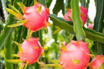 Lợi ích của quả thanh long với sức khỏe