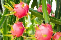 Lợi ích của quả thanh long với sức khỏe