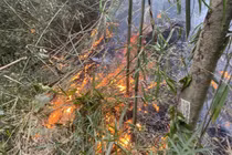 Thủ tướng chỉ đạo khắc phục hậu quả vụ cháy rừng ở Tuyên Quang