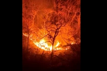 Hàn Quốc: Cháy rừng dữ dội, nhiều người thương vong