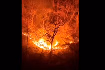 Hàn Quốc: Cháy rừng dữ dội, nhiều người thương vong