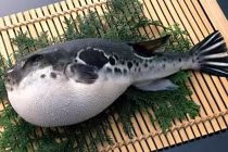 Bộ Y tế vào cuộc vụ ngộ độc cá nóc 4 người nhập viện 