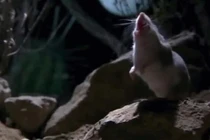 Ớn lạnh loài chuột "xơi tái" đồng loại, hú như sói dưới ánh trăng