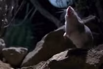 Ớn lạnh loài chuột "xơi tái" đồng loại, hú như sói dưới ánh trăng