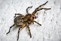 Nghe tiếng động lạ trong tai, kiểm tra phát hiện "quái thú" ký sinh