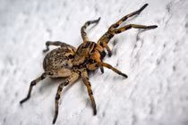 Nghe tiếng động lạ trong tai, kiểm tra phát hiện "quái thú" ký sinh